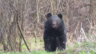 Black Bear Kashmir trekking guide