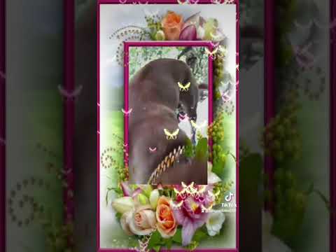 หมาน่ารัก