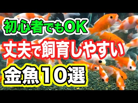 金魚の世話