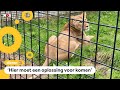 Nederlands asiel helemaal vol met tijgers en leeuwen
