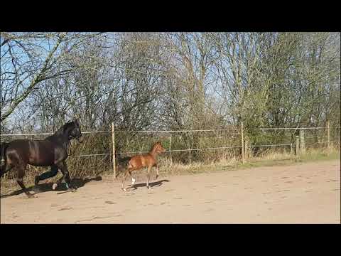 Bon Cadeau HF von Bon Courage - Don Index - Sir Donnerhall