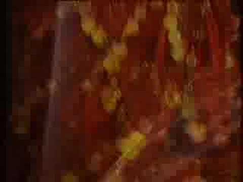 Cosmic Orient/eastern light video