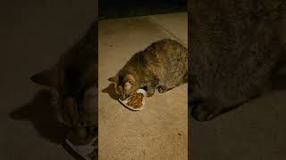 Warren doesnt notice the possum lol #stray #straycat #cutecat #catshorts #catvideos #cat #cats