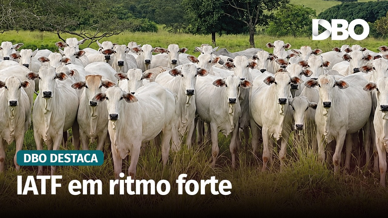 IATF ganha força e mercado pode crescer até 20% em 2026