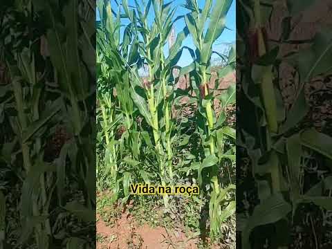 fazenda Diniz besouro de são Gabriel ba