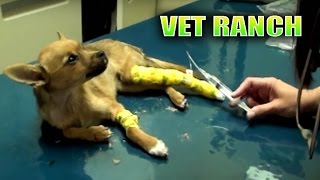 Dying Puppy Makes Miraculous Recovery