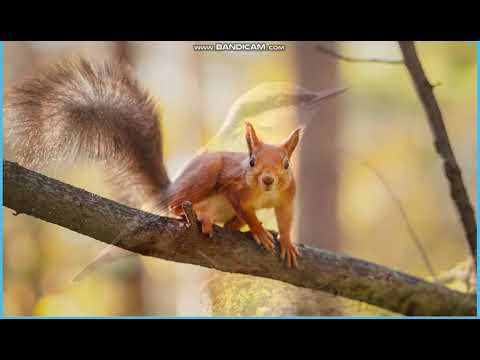 Warstwy lasu. Mieszkańcy poszczególnych warstw.