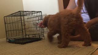 Crate Training Introduction - 9 Week old puppy
