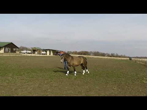 Cantering at Liberty - 3YO Andalusian Mare