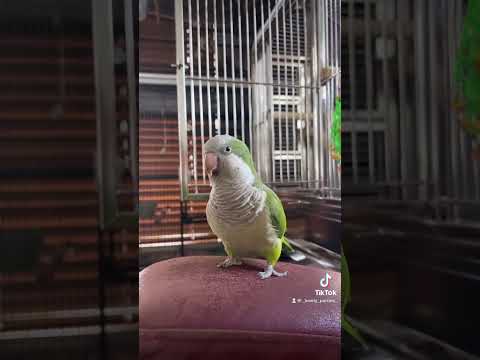 Cotito 🥰 #short #shortsvideo #animals #birds #parrot #pets #funnyvideo #quakerparrot #petlover