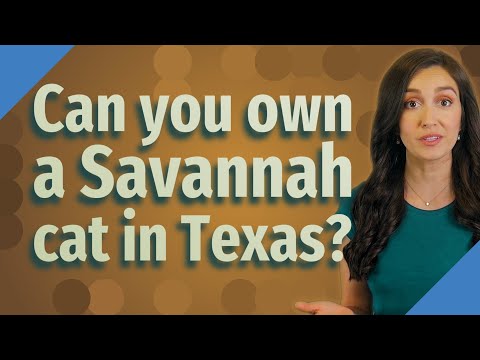 Can you own a Savannah cat in Texas?