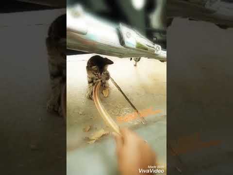 ||Rowdy baby||dhanush||Mari||song||cat||