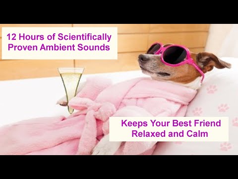 12 Hours of Scientifically Proven AntiAnxiety Ambient Household Sounds for Your Dog