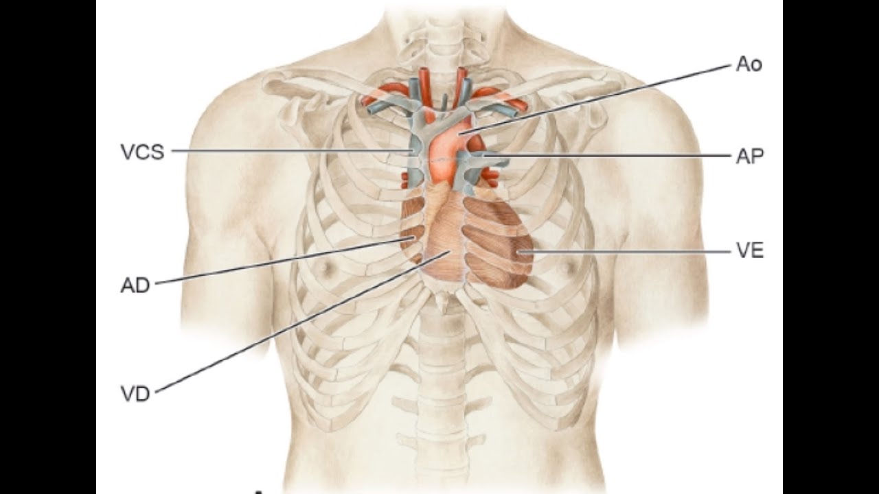Semiologia - Exame Físico do Aparelho Cardiovascular