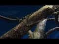 Parotocinclus sp. (3) Parotocinclus sp. (3)