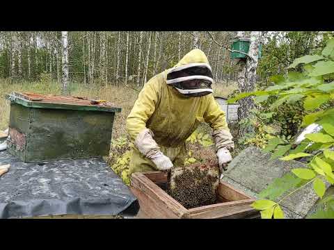 Пчеловодство.Роеловство. Заселение августовского бродячего роя в улей в октябре пред зимовкой.