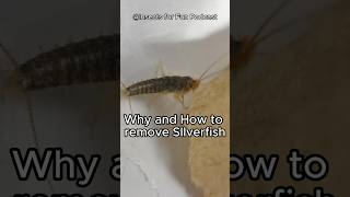 Why and how to remove silverfish from your home! #insects #bugs #insectfacts