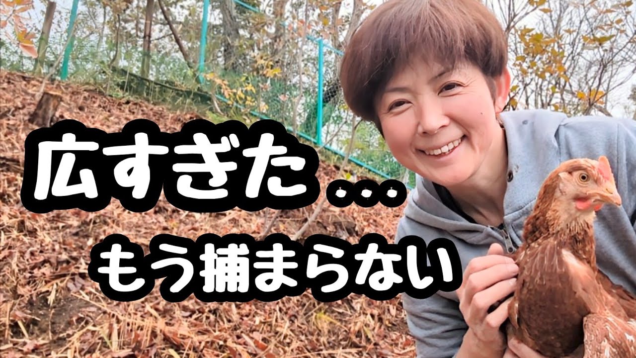 ☺庭300㎡で放し飼いしたら大変なことになった..