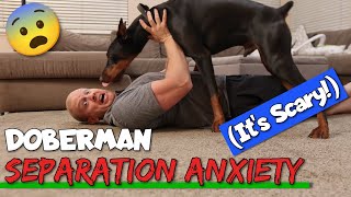 How to Stop Doberman Separation Anxiety—In It
