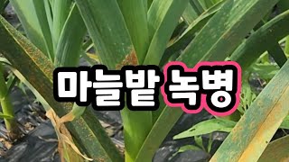 마늘밭 녹병 솔바위농원 라이브 스트리밍 중