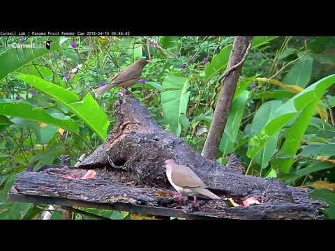 White-tipped Dove Makes First Appearance On Panama Cam – April 10, 2018