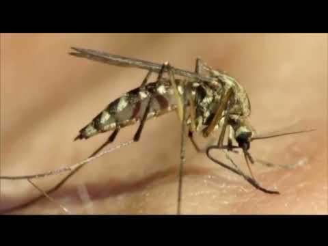 Westchester West Nile