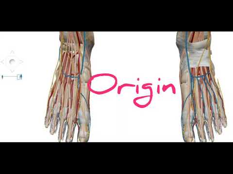 Dorsalis pedis artery 3D anatomy