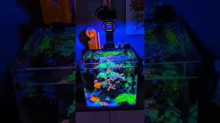Crazy 20g Nano Reef Tank BEST In The World?