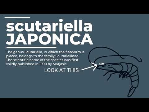 Scutariella Japonica treatment