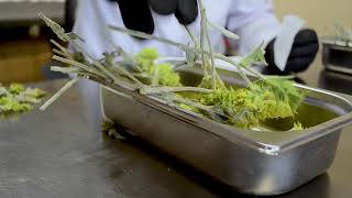 Prémiový BIO bylinkový čaj MOLY Silhoutte - 23g