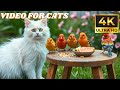 Cat TV Video For Cats To Watch Morning Light And Feathered Friends