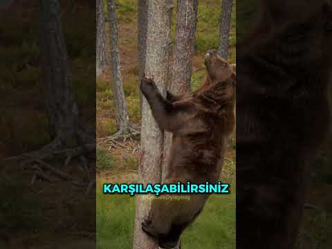 Ayıdan Kaçarken Sakın Bir Ağaca Tırmanmayın! 🤯