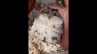 🐹