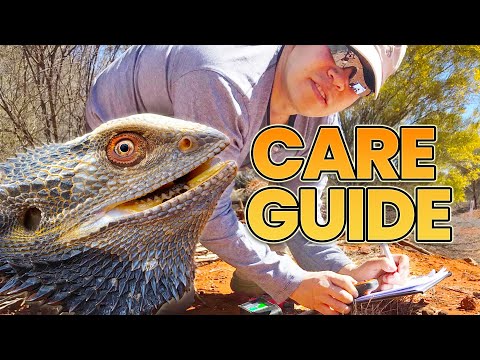 Ultimate Bearded Dragon Care Guide!