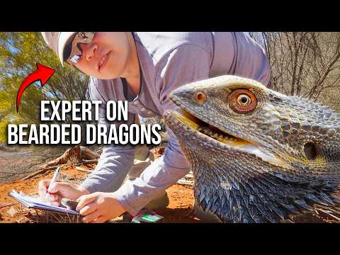 The Complete Guide to Bearded Dragons (With BeardieVet)