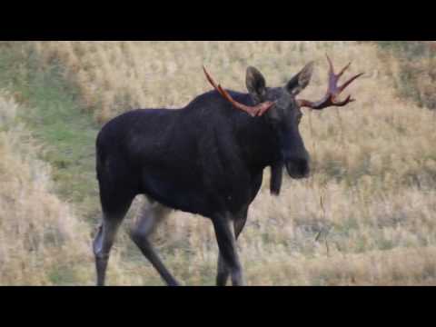 "W służbie natury" - Łoś (Sezon 2015)