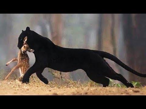 Fearless ghost of the forest! What black panthers are capable of