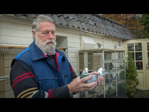 WHZB/TBOTB 2017 Winners - Best middle distance bird: Evert Mooiweer, Emmen (English Sub)