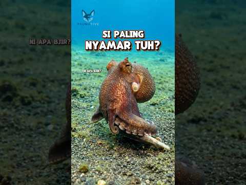 JANGAN KEDIP! NANTI DIA BERUBAH! | MIMIC OCTOPUS  #funfacts #hewanunik #animals #funnypets #pets