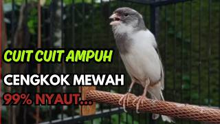 Download lagu KENARI GACOR Cuit CUIT BIRAHI SUARA Kenari MASTERAN TERBAIK UNTUK PANCINGAN & MASTERAN Kenari PAUD mp3 Download lagu KENARI GACOR Cuit CUIT BIRAHI SUARA Kenari MASTERAN TERBAIK UNTUK PANCINGAN & MASTERAN Kenari PAUD mp3