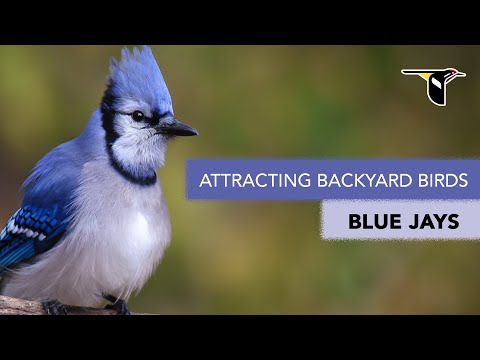 Attracting Backyard Birds: Blue Jays