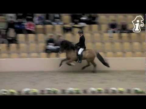 WorldTölt Odense 2013 - Jói & Hnokki V1 - isibless