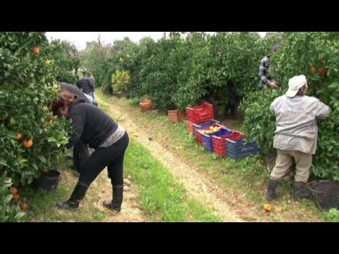 Dove acquistare le donne patogeno a San Pietroburgo Commenti patogeno equino