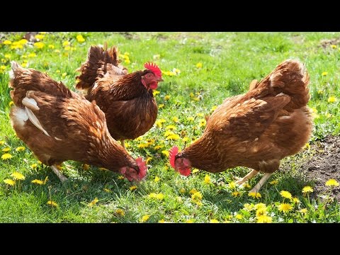 download lagu mp3 mp4 Chenoa Animal Sanctuary, download lagu Chenoa Animal Sanctuary gratis, unduh video klip Chenoa Animal Sanctuary