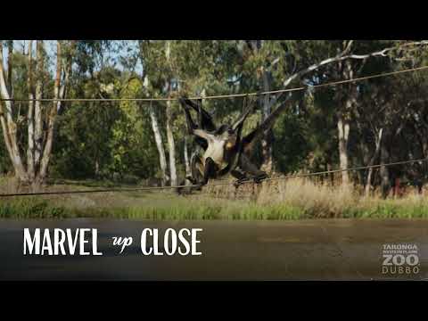 Taronga Western Plains Zoo, Dubbo