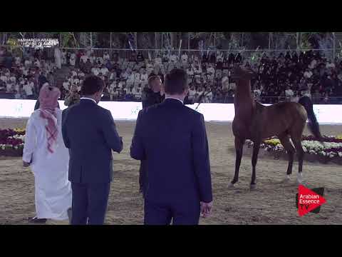 N.268 BADE AL HAWAJER - Asharqia Classic 2018