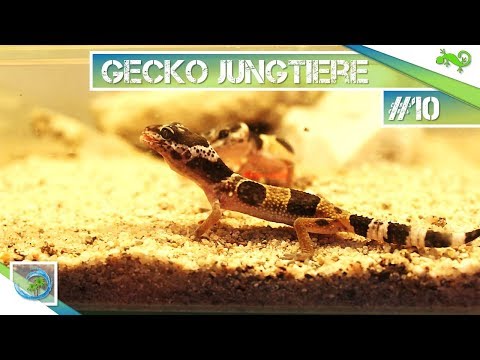 Leopardgecko Nachwuchs |#10 GeckoTagebuch