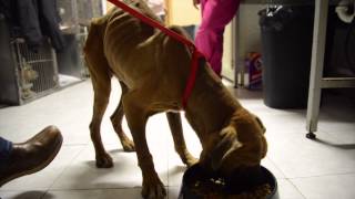 Leo: A story of Courage