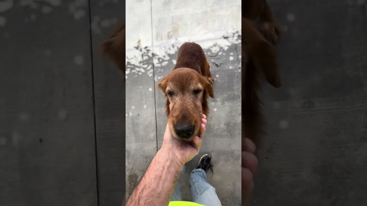 Enlarge Muncy, an adopted Golden Retriever in Los Angeles, CA video 6/6