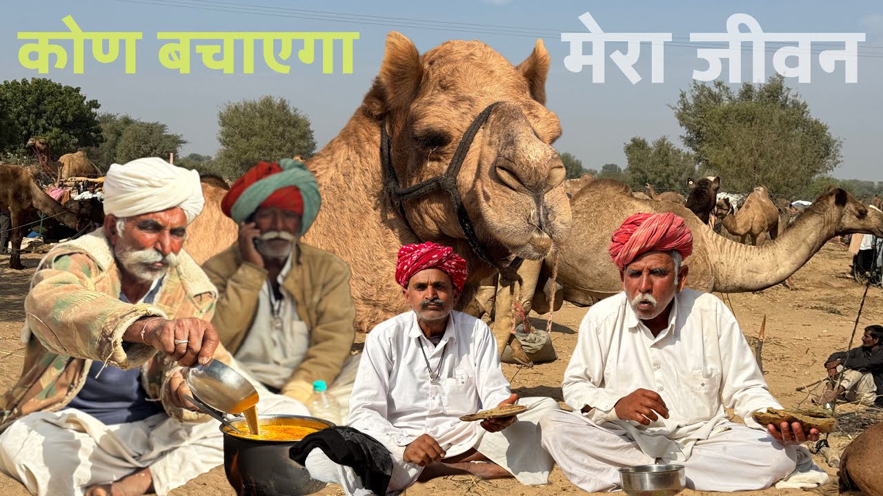 The Last Camel Traders of Rajasthan | Life of Desert Herders